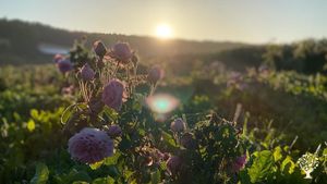 Rosenernte beim Sonnenaufgang