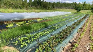 Verger maraicher & poules-pondeuse, collectif de 3 associé.e.s