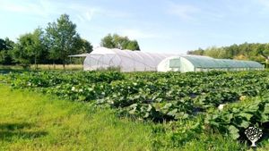 Maraîchage et vignoble biologiques, accueil familial
