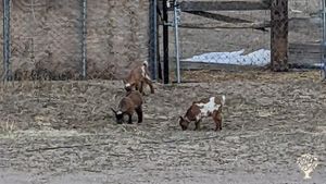 Family farm located in  peaceful sandhills of Nebraska