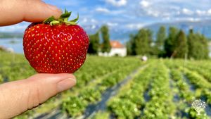 Eco Lodge/Wilderness Adventures, Family farm