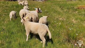 Family farm, market garden with vegetable production and sheeps