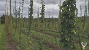 Ferme houblonnière bio à taille humaine