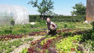 Maraîchage  biologique en Avesnois