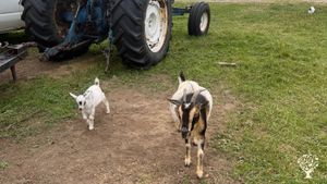 A small diversified farm raising livestock and growing produce
