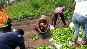 Amazing moment during Concumber Harvesting in Tonkia Cheifdom Kenema District. Good and Clean Fair.