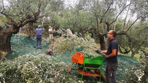 Organic Olive Grove
