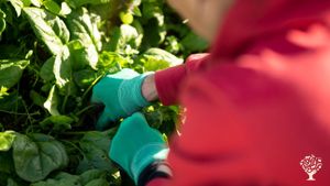 Oogsten in de moestuin.