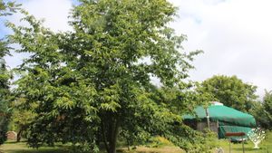 La yourte Châtaigne 