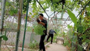 Community Village School who do farming