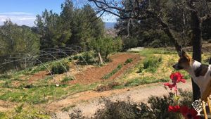 Family home and garden - rural