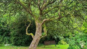Deciduous tree planting and care in the Brecon Beacons, Wales