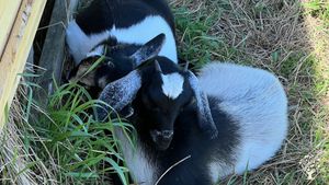 Organic Self-Sustainable homestead