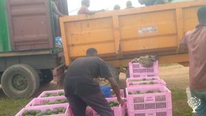 Avocado farming fruits
