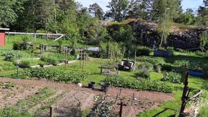 From the allotment garden