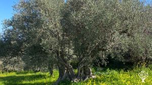 Azienda agricola in sicilia, a pochi km da Cefalù