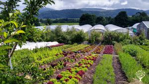 Veg & flower market garden and Community Supported Agriculture in central Scotland