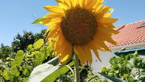 Ecovillage under construction