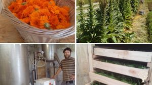 Producteur de plantes aromatiques et médicinales