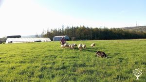 Ferme paysanne collective - Production de fromages de chèvre et brebis