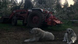 Orchard and market garden with chickens, pigs, sheep, bees