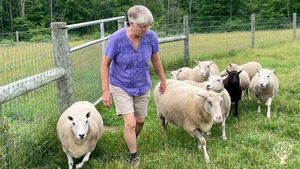 A small homesteading farm with diverse production:  sheep, meat chickens, tree fruit, and vegetables