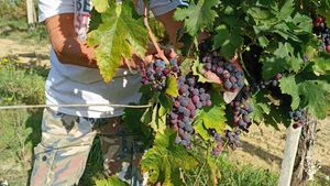 Azienda agricola biologica sulle colline Teramane