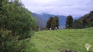 Trabajamos con abejas, tenemos varios apiarios, ruta apicola, area de ventas.San Mateo Boyaca COLOMB