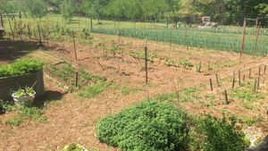 Small family farm located just outside of Clarksville in the Arkansas River Valley