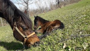 Allevamento bovini, Ranch di cavalli, Allevamento di bestiame, Fattoria di famiglia