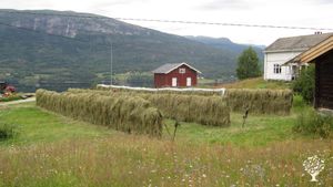Family farm, Community farm, Dairy farm