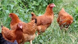 Ranch/ Livestock Farm