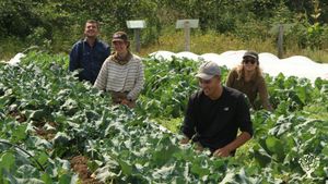 Les stagiaires de l'été 2022! Yoan, Éliane, Alexandre et Catherine, dans les rutabagas.