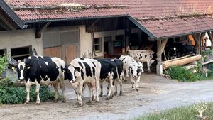 Bioland-Milchviehbetrieb mit Forstwirtschaft und Ferienwohnungen