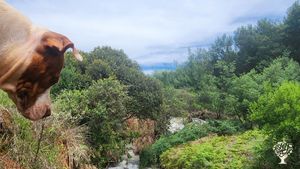 Cedar Falls is a small farm; Centre of Living and Learning located in rural Mpumalanga province SA