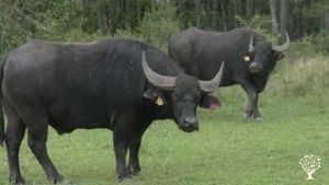 A farm where carabao peacefully graze in the fields.