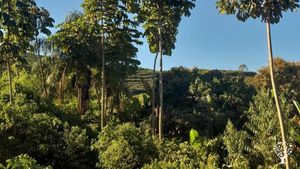 Sítio com produção focada em café agroecológico, com uma nanotorrefação no local.