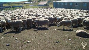 Agroturism farm at patagonia