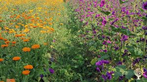 Azienda agricola produttrice di erbe officinali e frutti di bosco