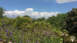 Holistic Little Farm