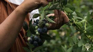 Regenerative Organic farm