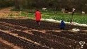 Farm