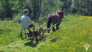 Diverse small scale farm