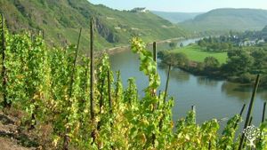 Bioweingut an der Mosel