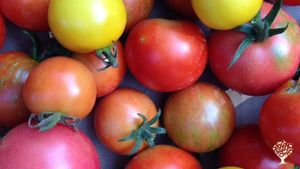 Alternative co-operative community, Educational Centre, Agritourism Destination, Market Garden