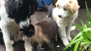 My dogs Rio and Emma and kitty, Kinky
