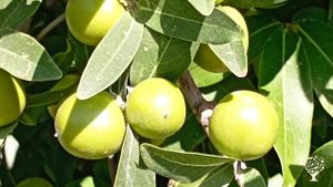 We grow trees, vegetables, and raise animals.