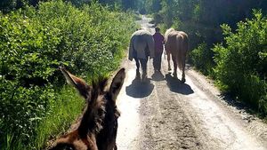 Self-sufficient organic family farm