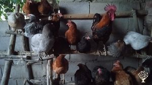 Pequeña granja de verduras ecológicas con animales