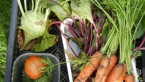 Tiny bio dynamic farm